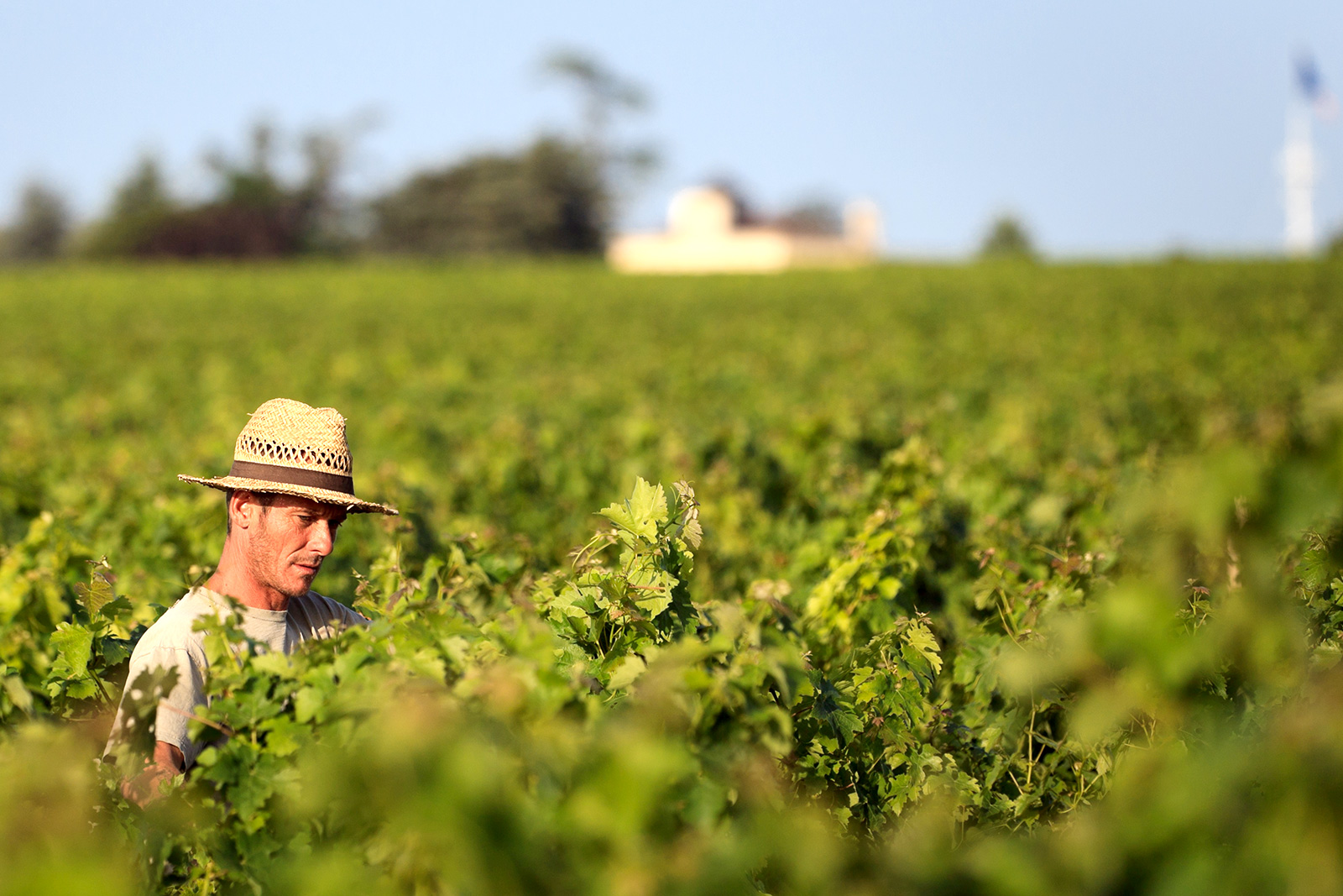 vigne Château Montrose