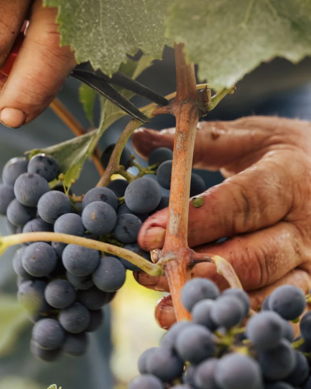 Dès l’aube, Montrose s’éveille aux vendanges. 
Sous la rosée du matin, nos rouges sont cueillis avec patience et méticulosité.
Le geste est précis, presque silencieux.

Peu à peu, les derniers raisins quittent leurs ceps pour rejoindre le chai. Une dernière révérence à la vigne, avant que le millésime ne commence à s’écrire.

◆

At dawn, Montrose comes alive for the harvest. 
Amid the morning dew, our red grapes are picked with patience and meticulous care.
The movements are precise, almost silent.

Little by little, the last grapes are picked from the vines and taken to the winery. A final tribute to the vineyard, before the vintage begins to take shape.

#vineyard #harvesting  #vendanges #wineofinstagram